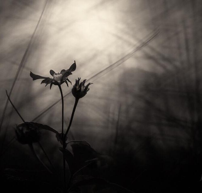 A Seed Among Seeds