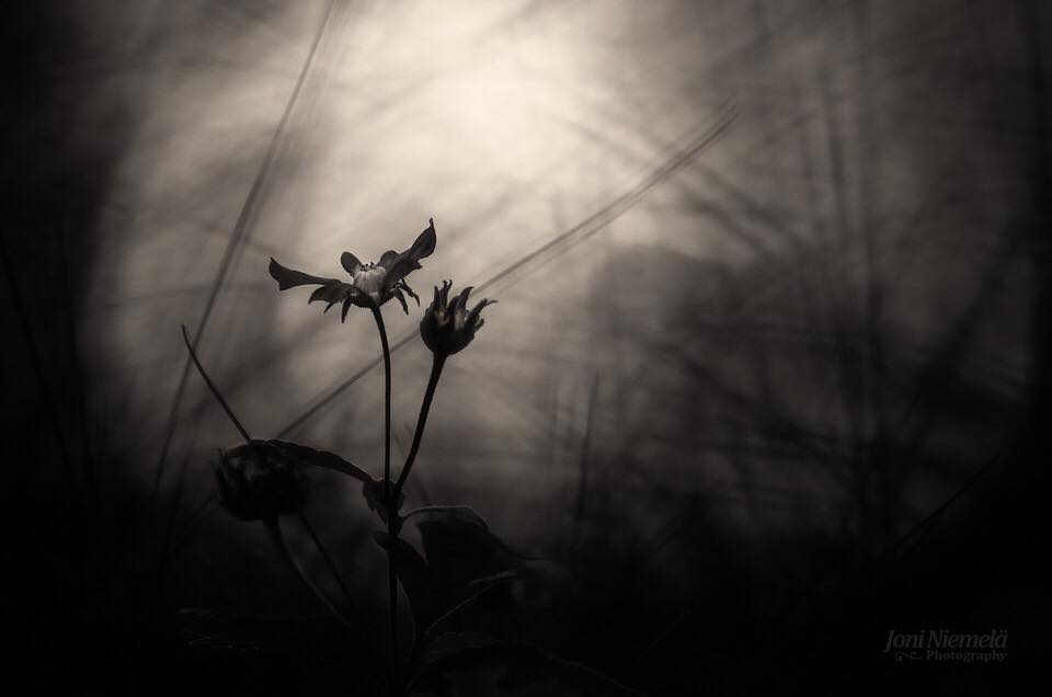 A Seed Among Seeds